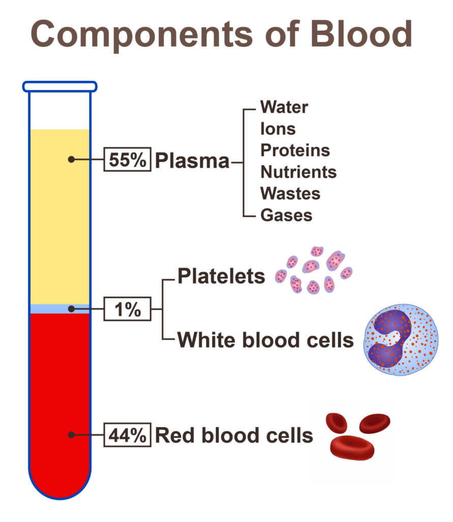 Was ist hämolysiertes Blut? - Homed-IQ