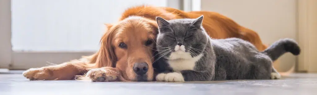 Allergie voor katten en honden