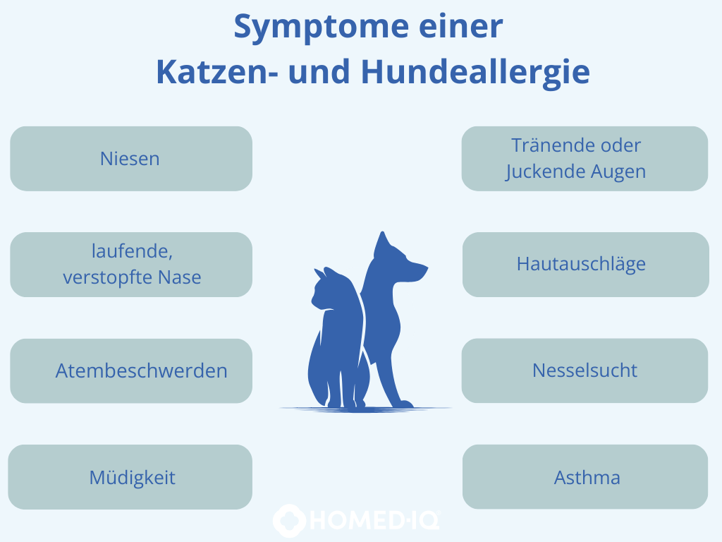 Die Katzen- und Hundeallergie - Homed-IQ