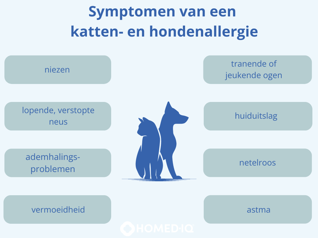 Allergieën voor katten en honden - Homed-IQ